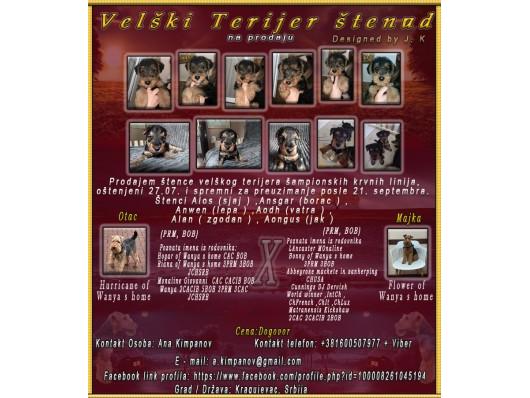 Velški Terijer